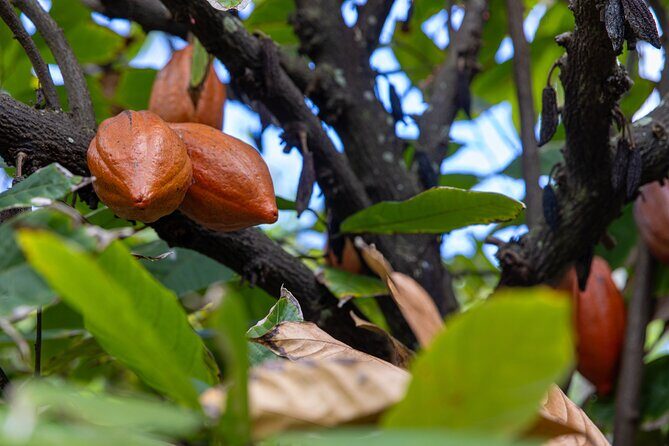 Pick and Taste Tropical Fruit - Reviews in Their Own Words