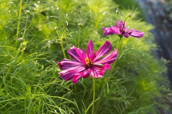 Pick Your Own Flowers on the Farm - Final Thoughts