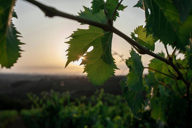 Picnic in the countryside in the heart of Chianti - The Picnic and Its Flavors