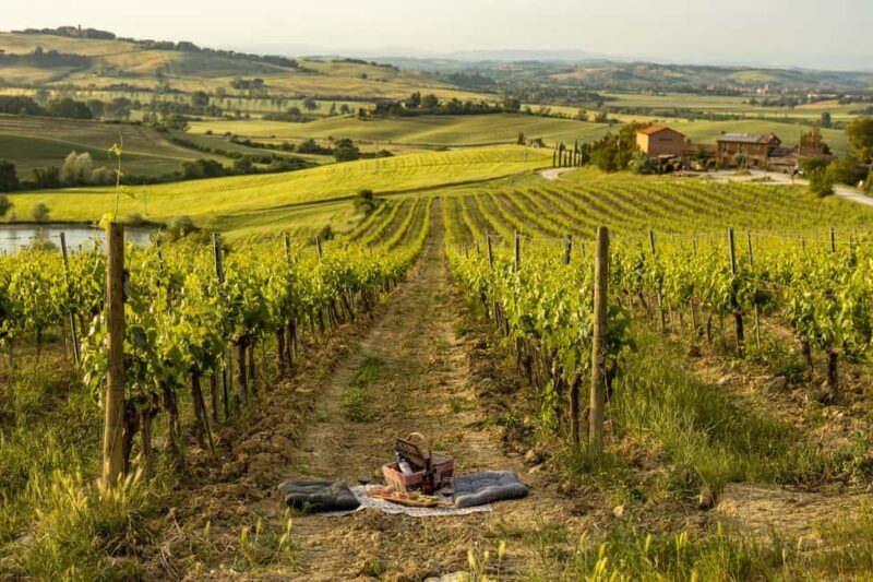 Picnic in vineyards with Bottle of Brunello di Montalcino - A Relaxing Taste of Tuscany: Picnic in Vineyards with Brunello di Montalcino