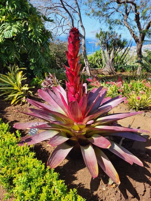 Pico Arieiro, Santana, São Lourenço & more  Full Day+PickUp - A Deep Dive into the Experience