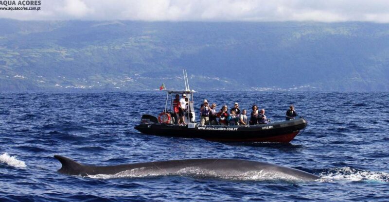 Pico Island: Azores Whale & Dolphin Watching on Zodiac Boat - Key Points