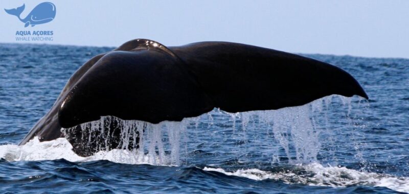 Pico Island: Azores Whale & Dolphin Watching on Zodiac Boat - What to Expect from the Tour