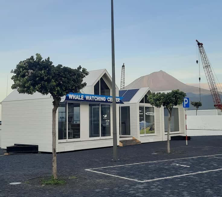 Pico Island: Azores Whale & Dolphin Watching on Zodiac Boat - What the Reviews Say