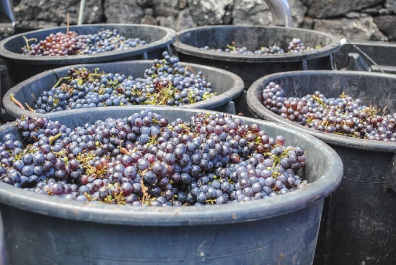 Pico Island: Full Day Wine Culture Tour - What to Expect from the Pico Island Wine Tour