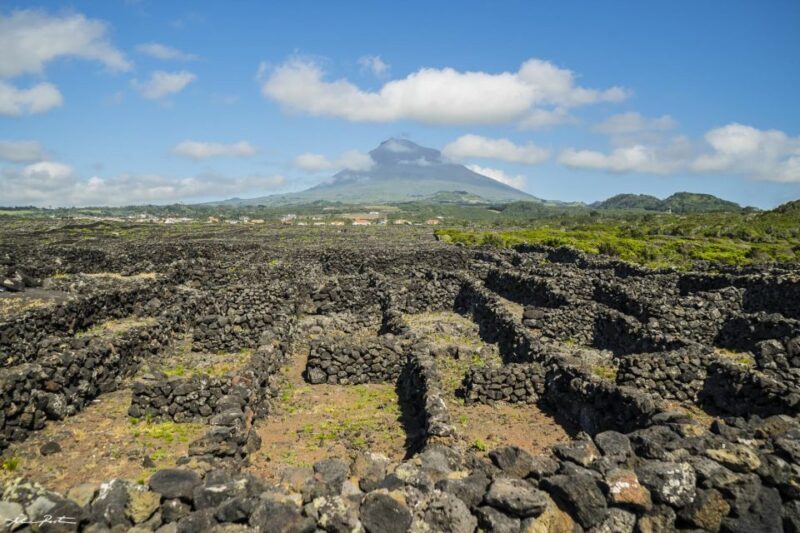 Pico Island: Full Day Wine Culture Tour - Final Thoughts