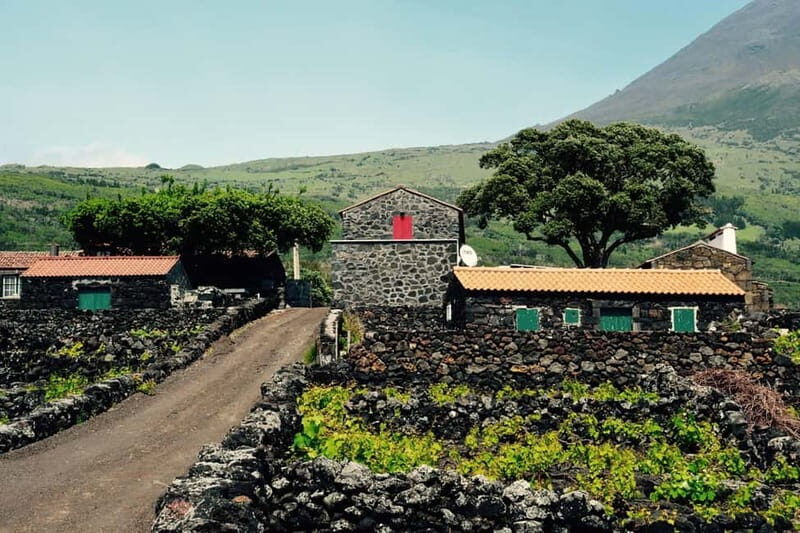 Pico island: highlights, wine tasting and local gastronomy - FAQs