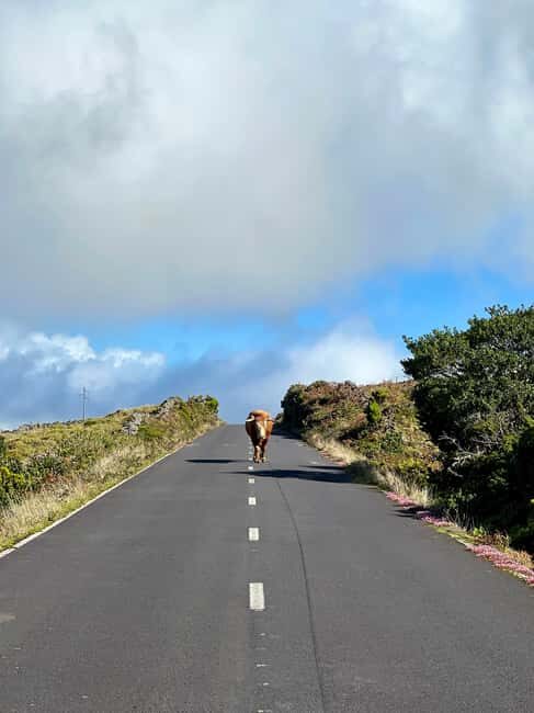 Pico Island: Lagoons and Mysterious Lava Tunnels Guided Tour - What Travelers Say