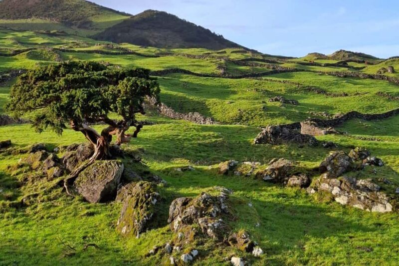 Pico Island: Private Highlights Tour - Key Points