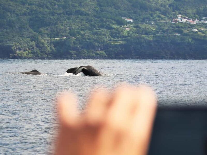 Pico Island: Whale Watching Experience from Lajes do Pico - Who Is This Tour Best For?