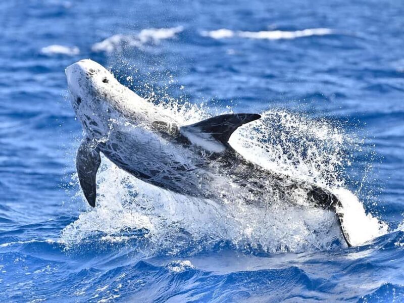 Pico Island: Whale Watching Experience from Lajes do Pico - FAQs