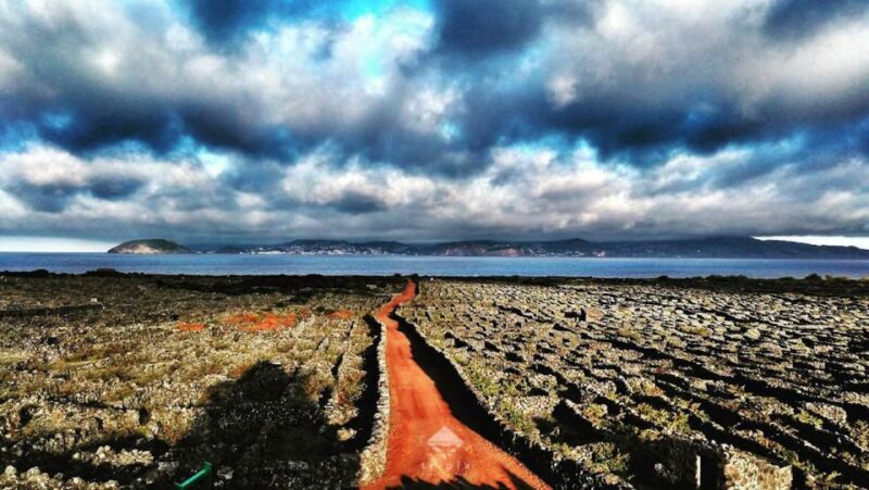 Pico Wine Tour: Get to know Pico's wines - The Value of the Experience