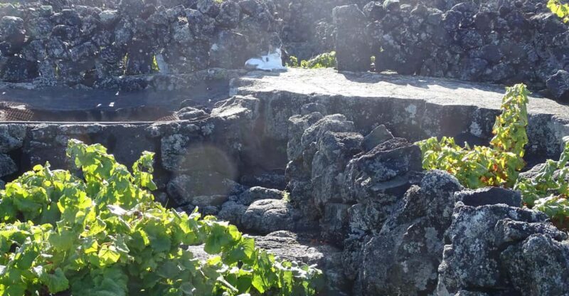 Pico Wine Tours - What Makes Pico Wine Tours Stand Out?