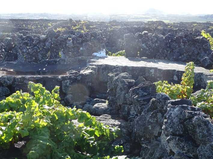 Pico Wine Tours - Lava Tubes and Volcano Craters