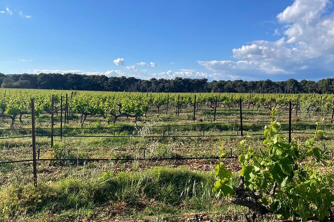 Picpoul de Pinet Tour - Half Day Oysters and Wines - Key Points