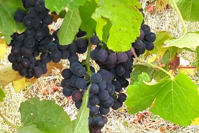 Picton Cruise Ship Shore Excursion Marlborough Wine Tour - FAQs