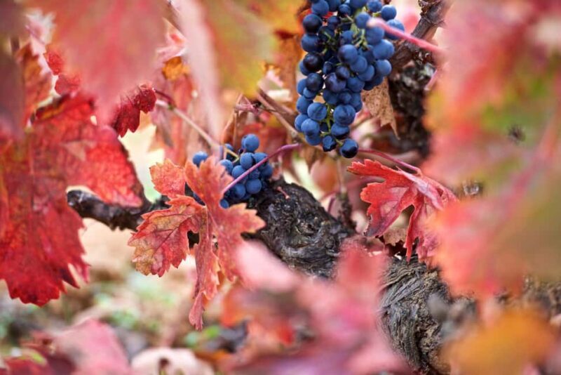 Piedra experience, discovering Spain's oldest wine - Final Thoughts