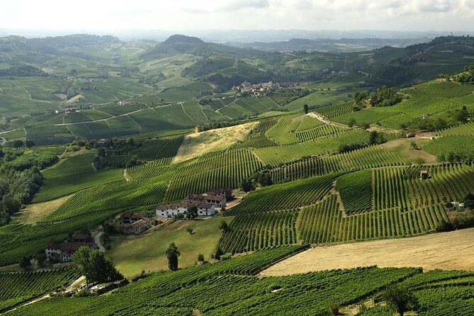 Piemonte Vineyards by Yourself from Turin - Business Car with English Chauffeur - A Deep Dive into the Piemonte Vineyards Private Tour