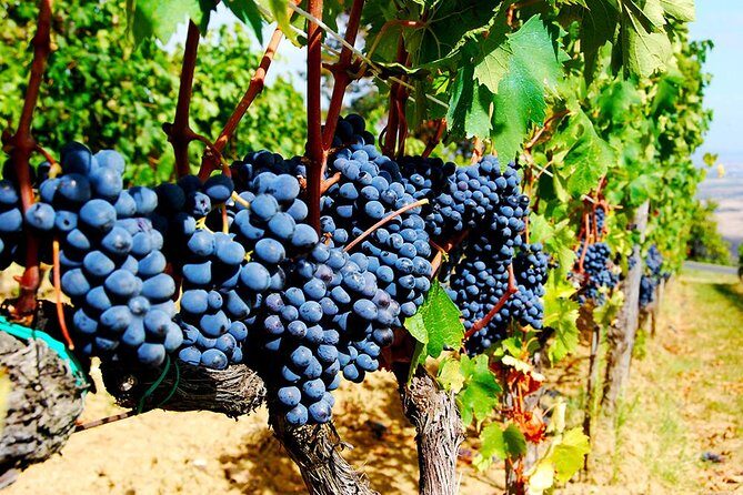 Pienza, Montalcino, Brunello Wine and Pecorino Cheese PRIVATE TOUR from FLORENCE - The Wine & Food Experience