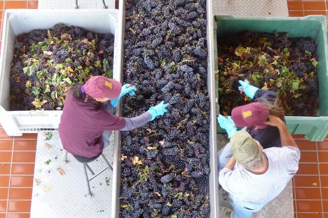 Pienza, Montalcino, Brunello Wine and Pecorino Cheese PRIVATE TOUR from FLORENCE - Why Travelers Love This Tour