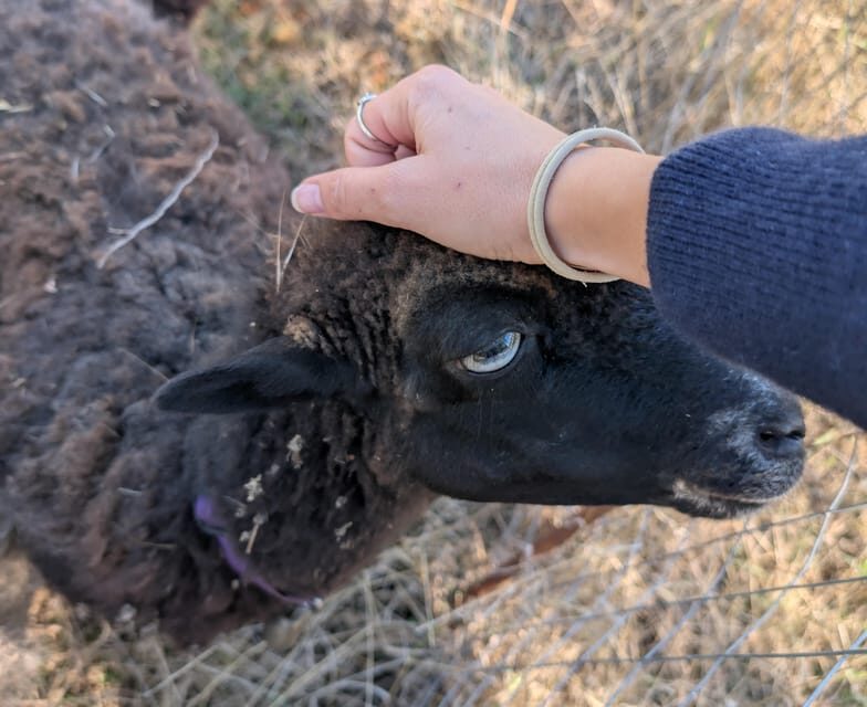 Pienza: Sheep and Chickens Tour w/Gourmet Lunch at Farmhouse - Key Points