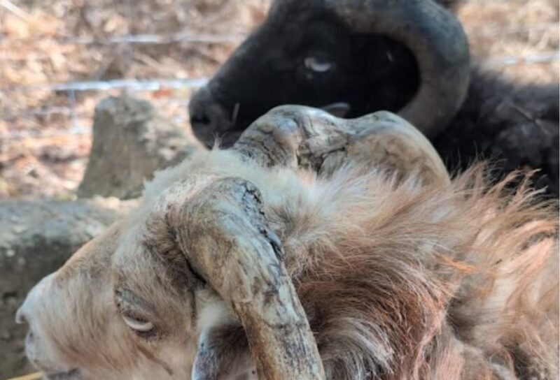 Pienza: Sheep and Chickens Tour w/Gourmet Lunch at Farmhouse - Final Thoughts