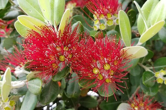 Piha Waitakere Rainforest Wine Tour from Auckland - Who Will Love This Tour?