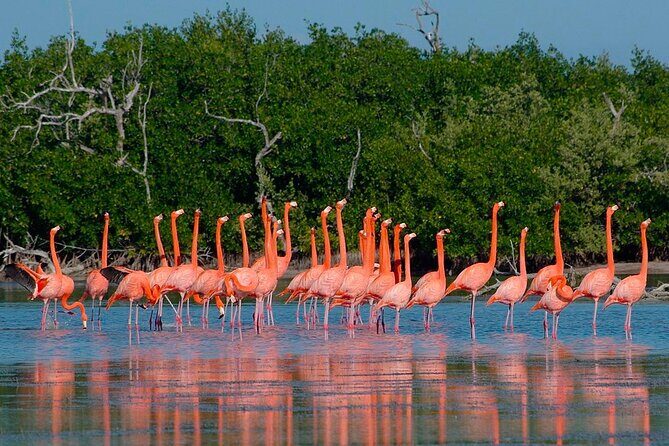 Pink Lake Las Coloradas + Rio Lagartos Reserve! Transportation from Cancun - What the Reviews Say