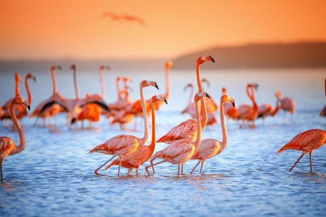 Pink Waters of Las Coloradas, Pink Flamingos and Colonial City of Valladolid, - Final Thoughts