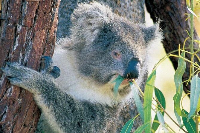 Pinnacle Desert Sunset and Night-time Stargazing Tour from Perth - Who Should Consider This Tour?