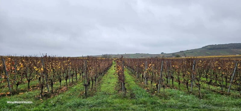 Pinot Noir & Pinot Wine Tour to Baden-Württemberg - Exploring Baden-Württemberg’s Pinot Noir Heritage