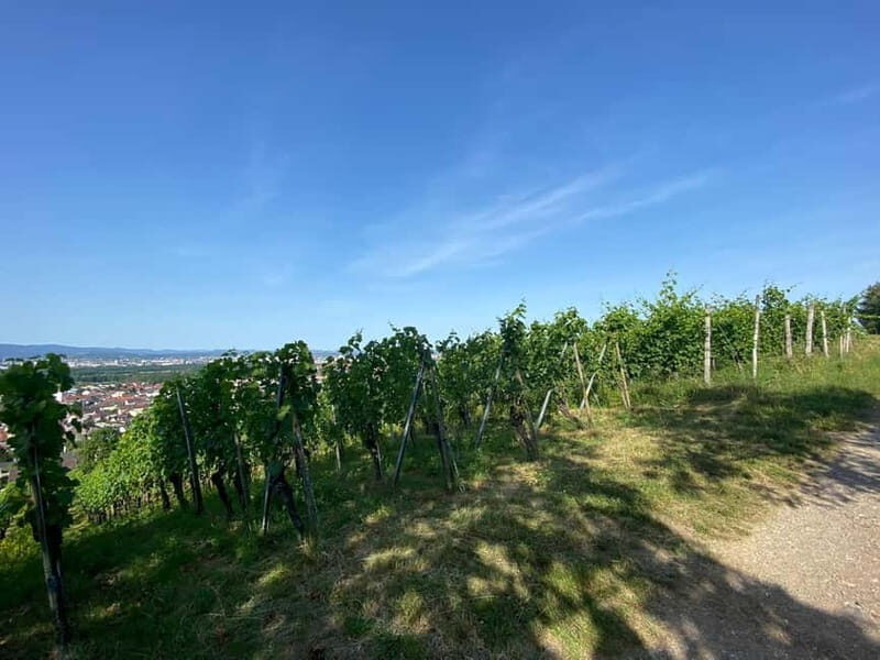 Pinot Noir & Pinot Wine Tour to Baden-Württemberg - How the Tour Is Structured