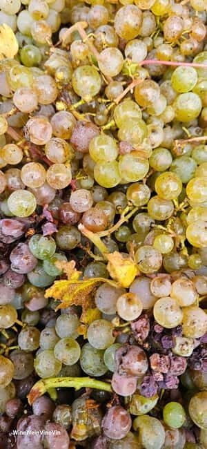 Pinot Noir & Pinot Wine Tour to Baden-Württemberg - Who Will Love This Tour?