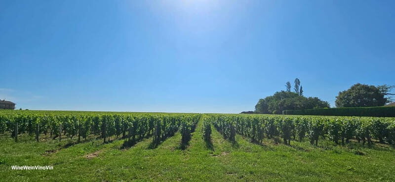 Pinot Noir & Pinot Wine Tour to Baden-Württemberg - The Sum Up