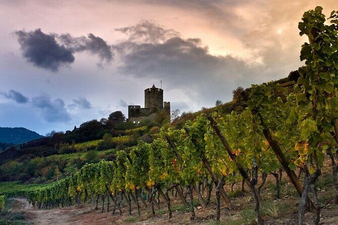 Pinot Noir & Pinot Wine Tour to Baden-Württemberg - Who Will Love This Tour?