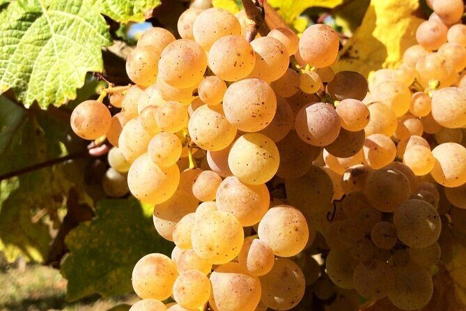 Pinot Noir & Pinot Wine Tour to Baden-Württemberg - FAQ