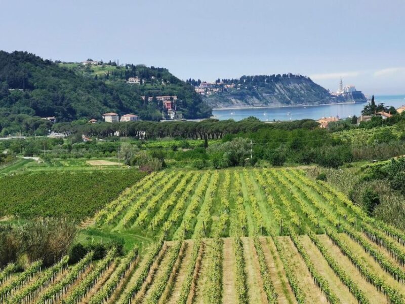 Piran: 5-Course Boutique Food Tour with Electric Bikes - The Experience: What You Can Expect