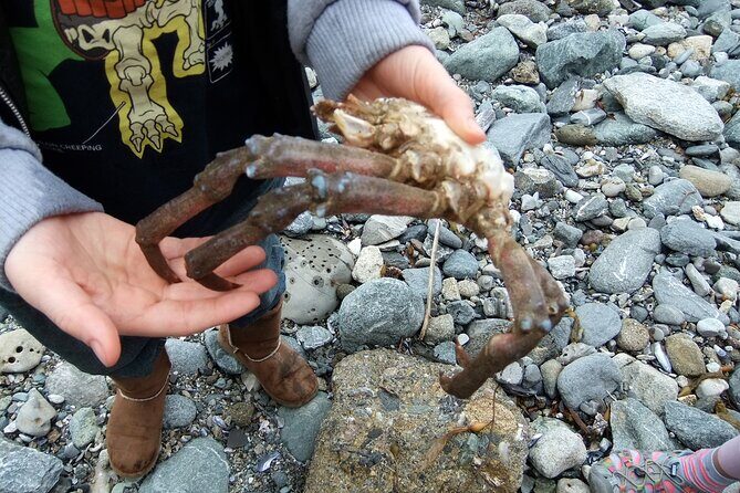 Pirate Sea Cave Tide Pool Walk at Dana Point - Who Will Love This Tour?