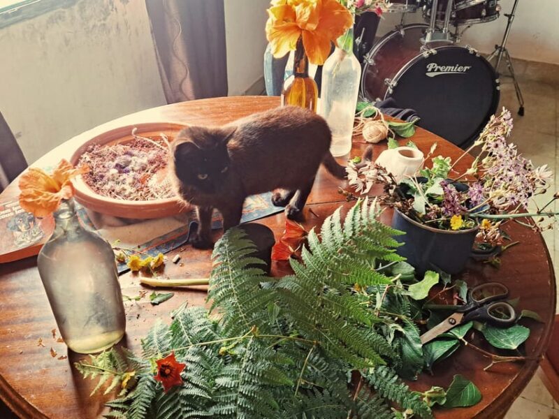Plants and natural elements for Witchcraft and Tarot - What to Expect on the Tour