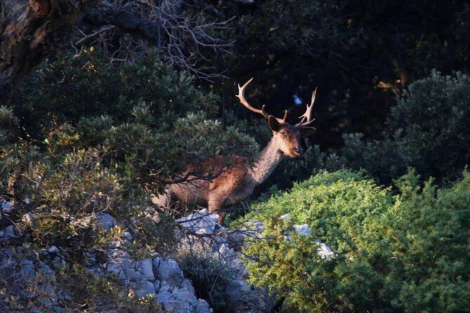 Plavnik island & Wild bays full-day boat trip with capt. Bobo - Final Thoughts