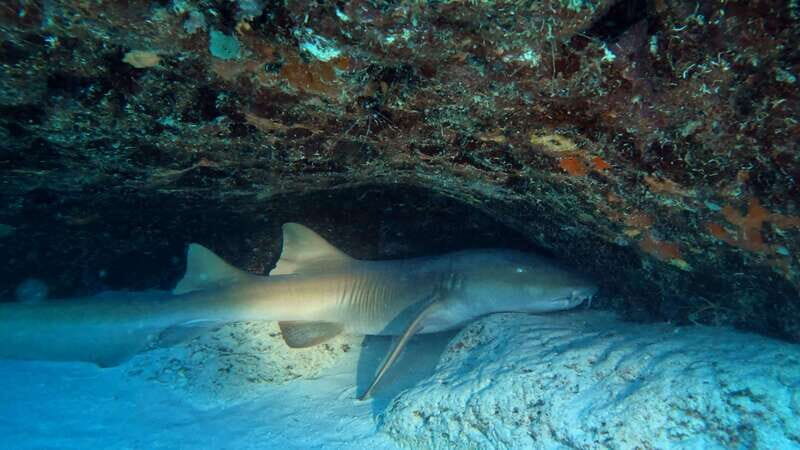 Playa del Carmen: 2-Tank Reef Dive - Final Thoughts