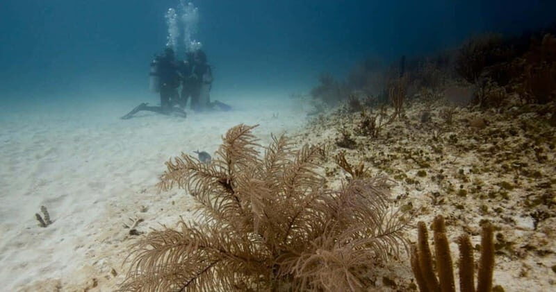 Playa del Carmen: Advanced Open Water Diver Course - Key Points