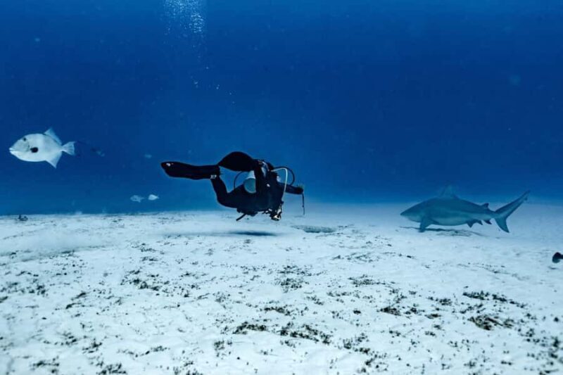 Playa del Carmen: Bull Shark Diving Experience - Key Points