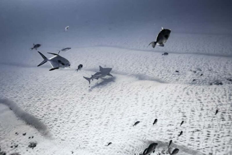 Playa del Carmen: Bull Shark Diving Experience - What Makes This Experience Special?