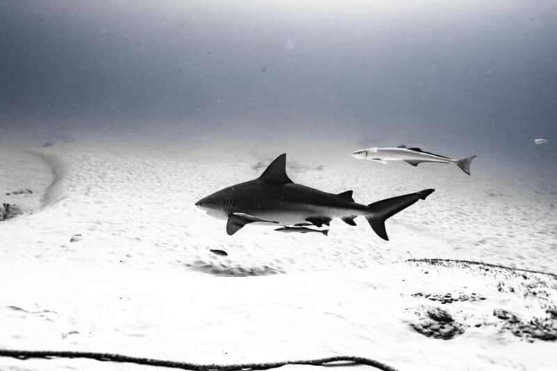 Playa del Carmen: Bull Shark Diving Experience - Pricing and Value