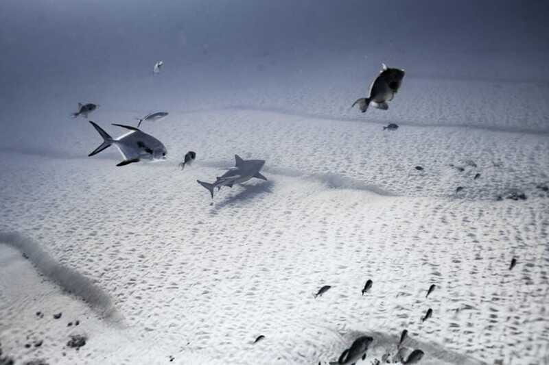 Playa del Carmen: Bull Shark Diving Experience - What Are the Downsides?