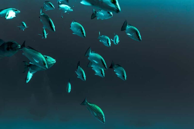 Playa del Carmen: Bull Shark Diving Experience - FAQs