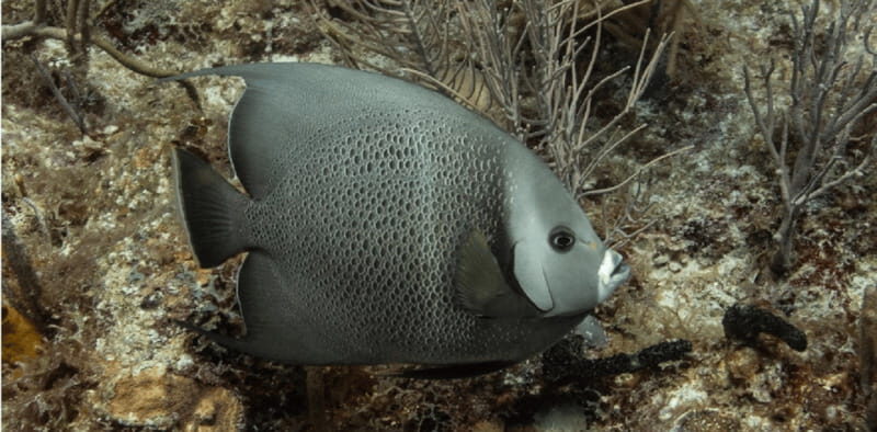 Playa del Carmen: Discover Scuba Diving - Key Points