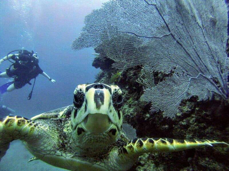 Playa del Carmen: Discover the Surreal World of Scuba Diving - The Experience Breakdown: What to Expect from Start to Finish