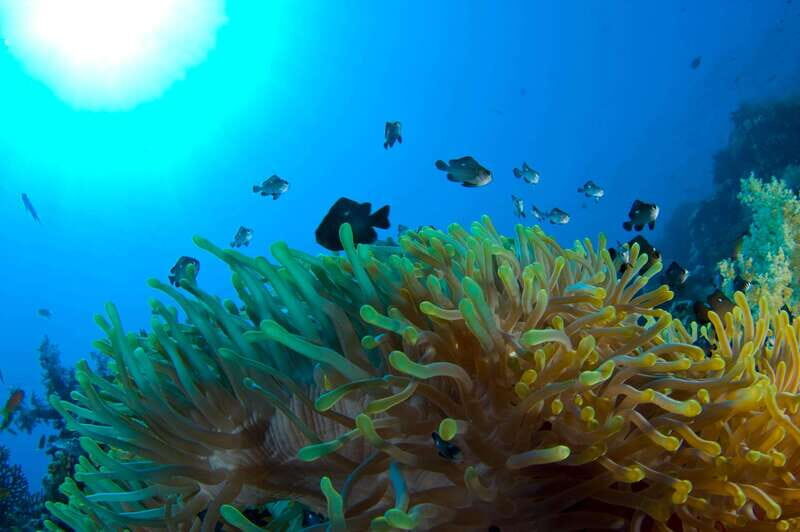 Playa del Carmen: Dive into our Local Reefs Today! - Exploring the Details of the Tour